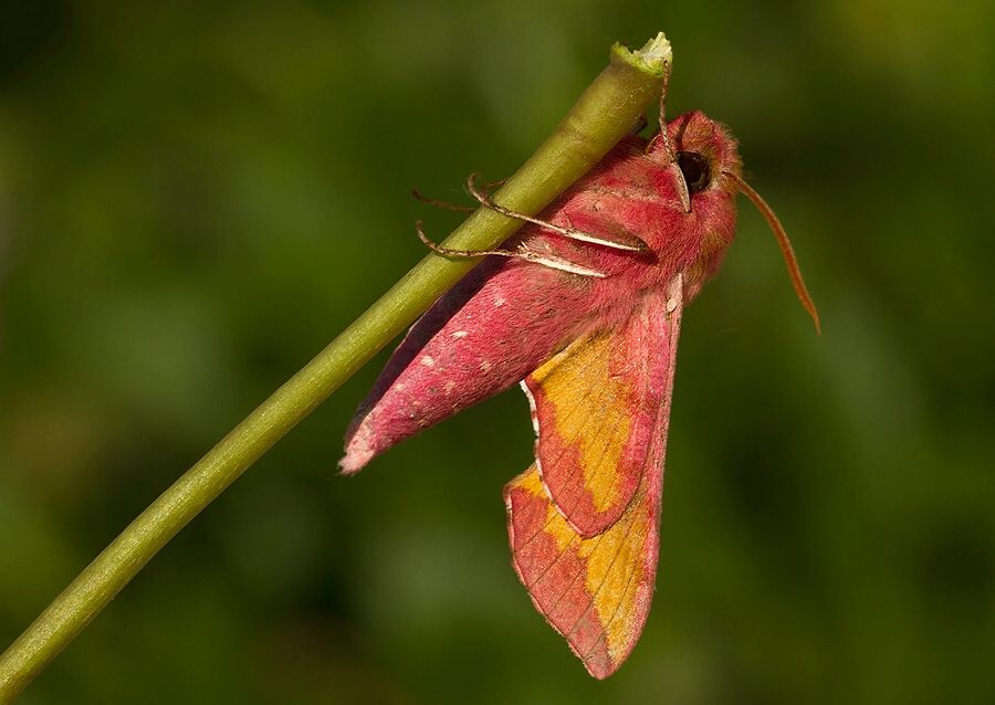 Deilephila porcellus