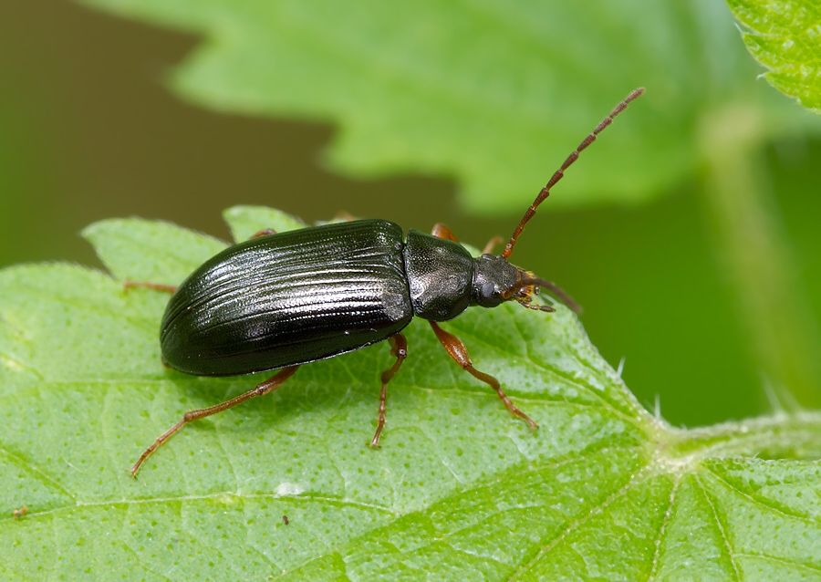Gonodera luperus