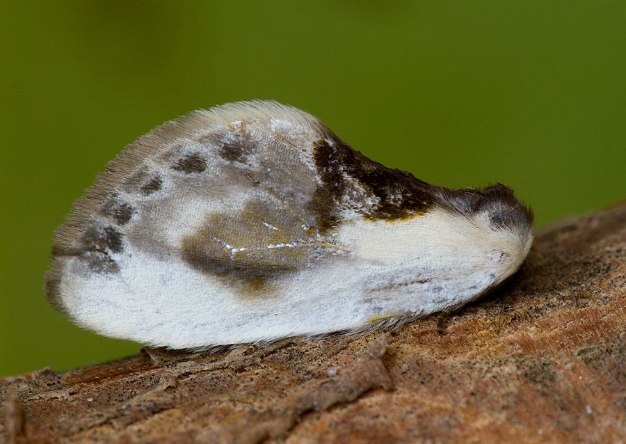 Cilix glaucata