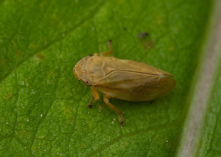 Philaenus spumarius