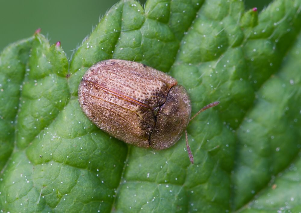Hypocassida subferruginea
