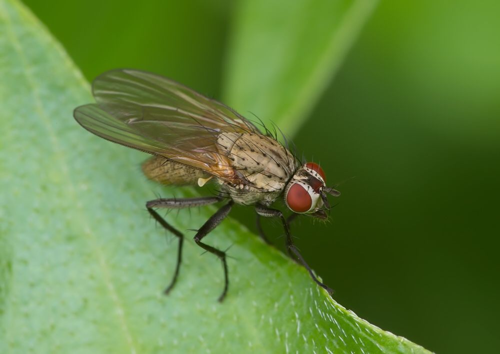 Botanophila fugax