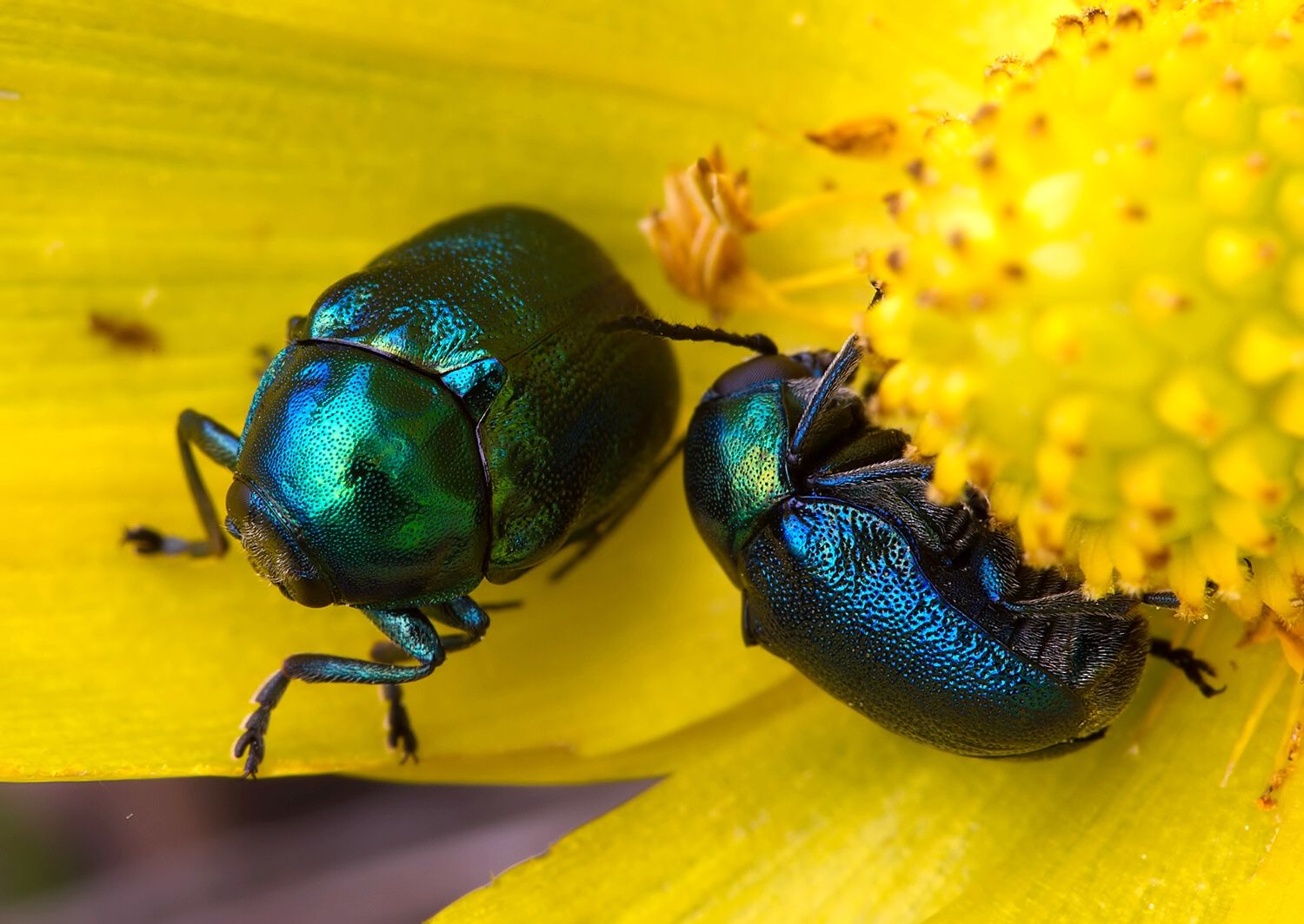 Cryptocephalus sericeus