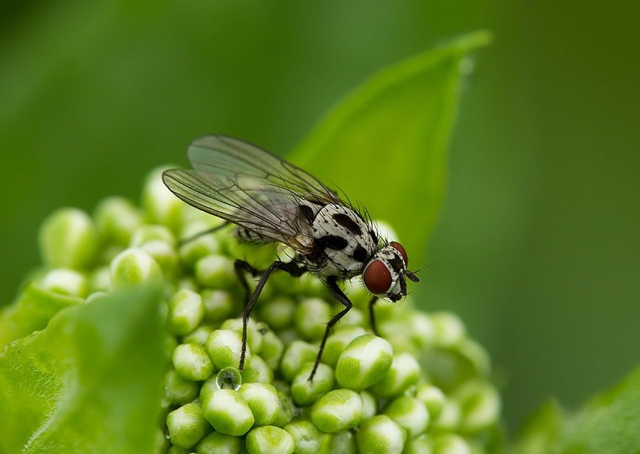 Anthomyia pluvialis