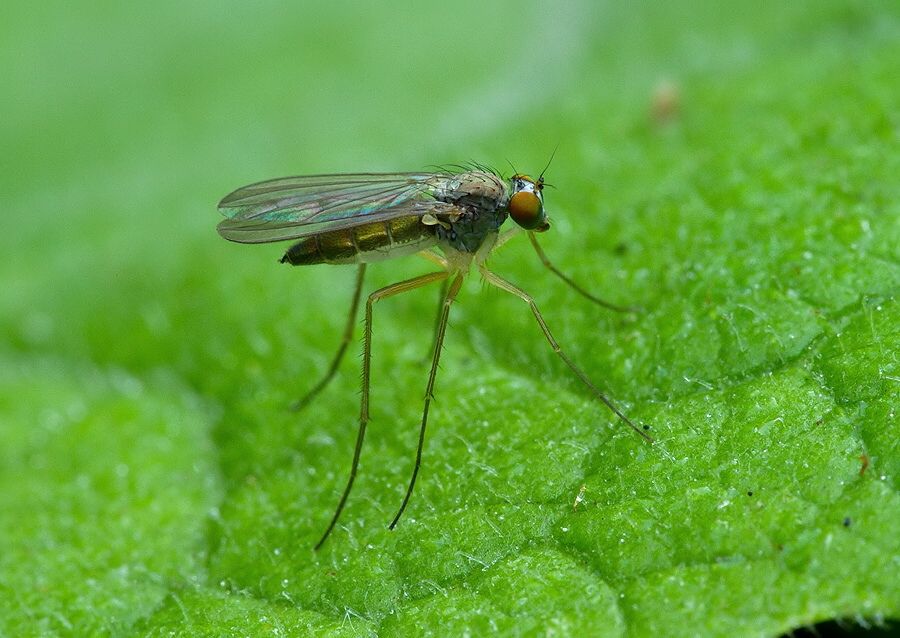 Sciapus platypterus