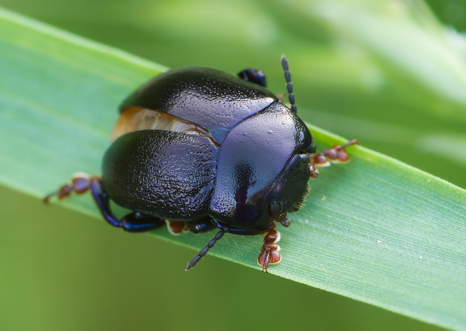 Chrysolina sturmi