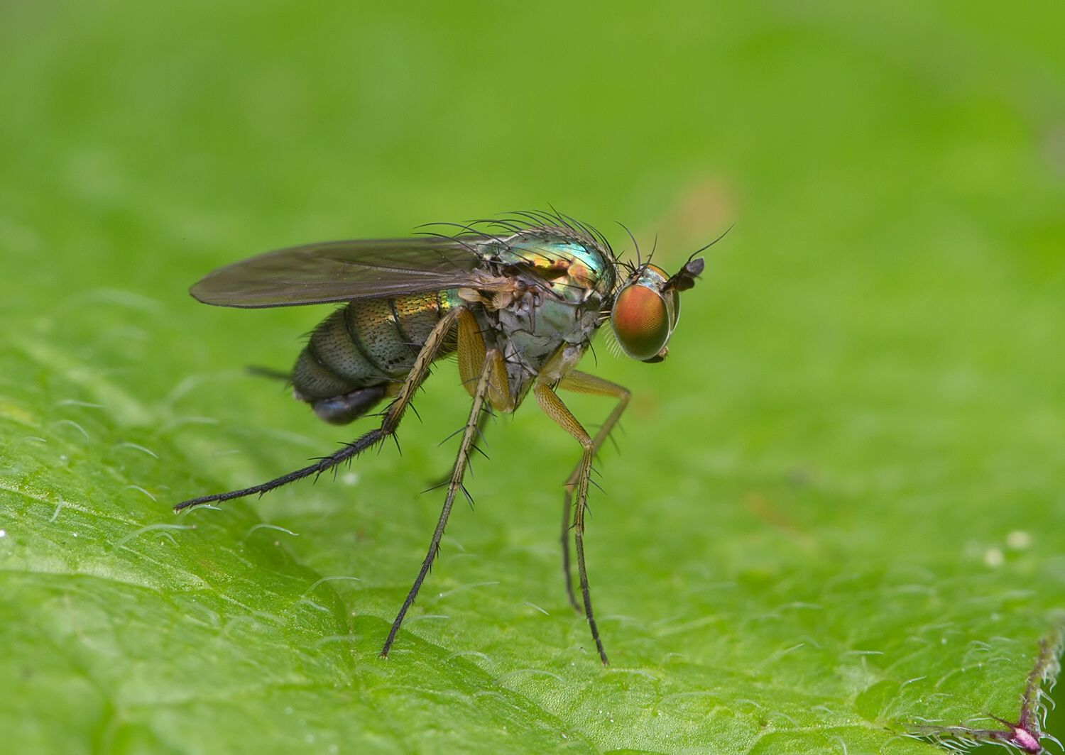 Dolichopus arbustorum