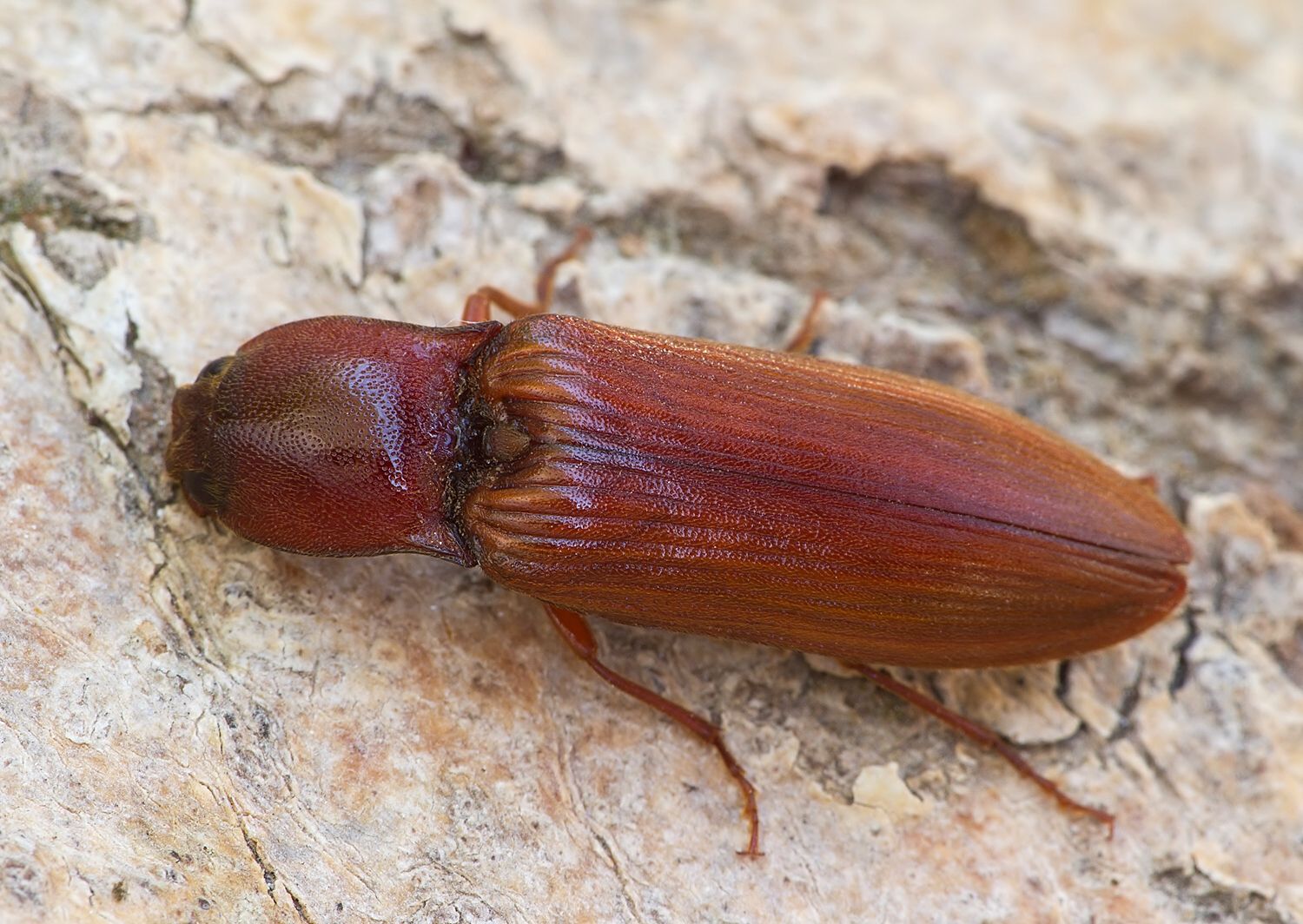 Stenagostus rufus