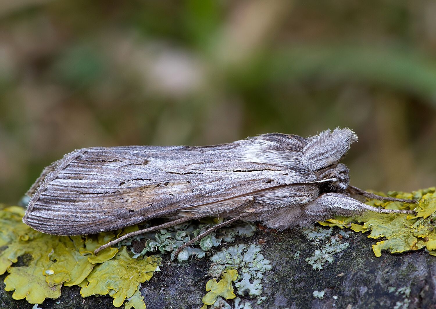 Cucullia umbratica