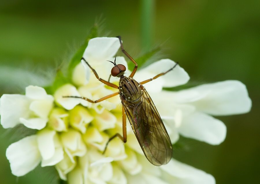 Empis livida
