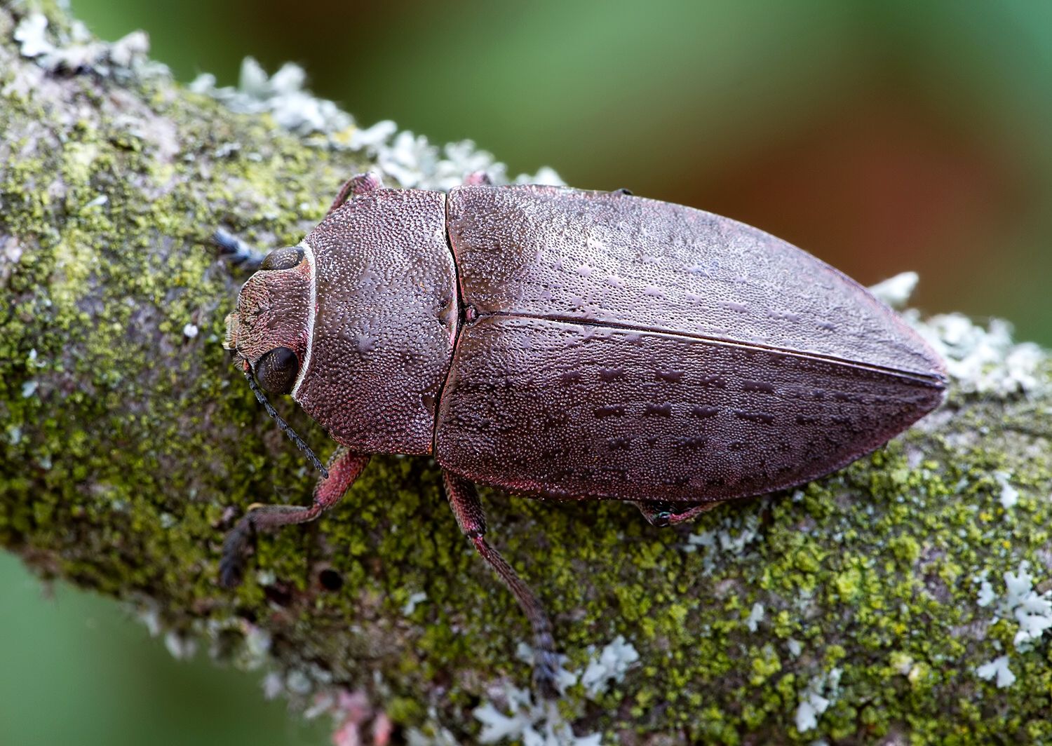 Perotis lugubris