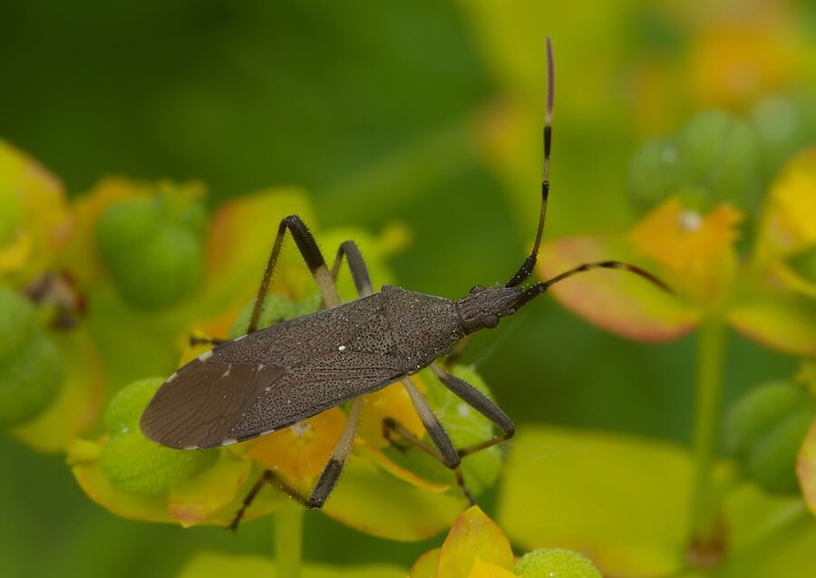 Dicranocephalus agilis