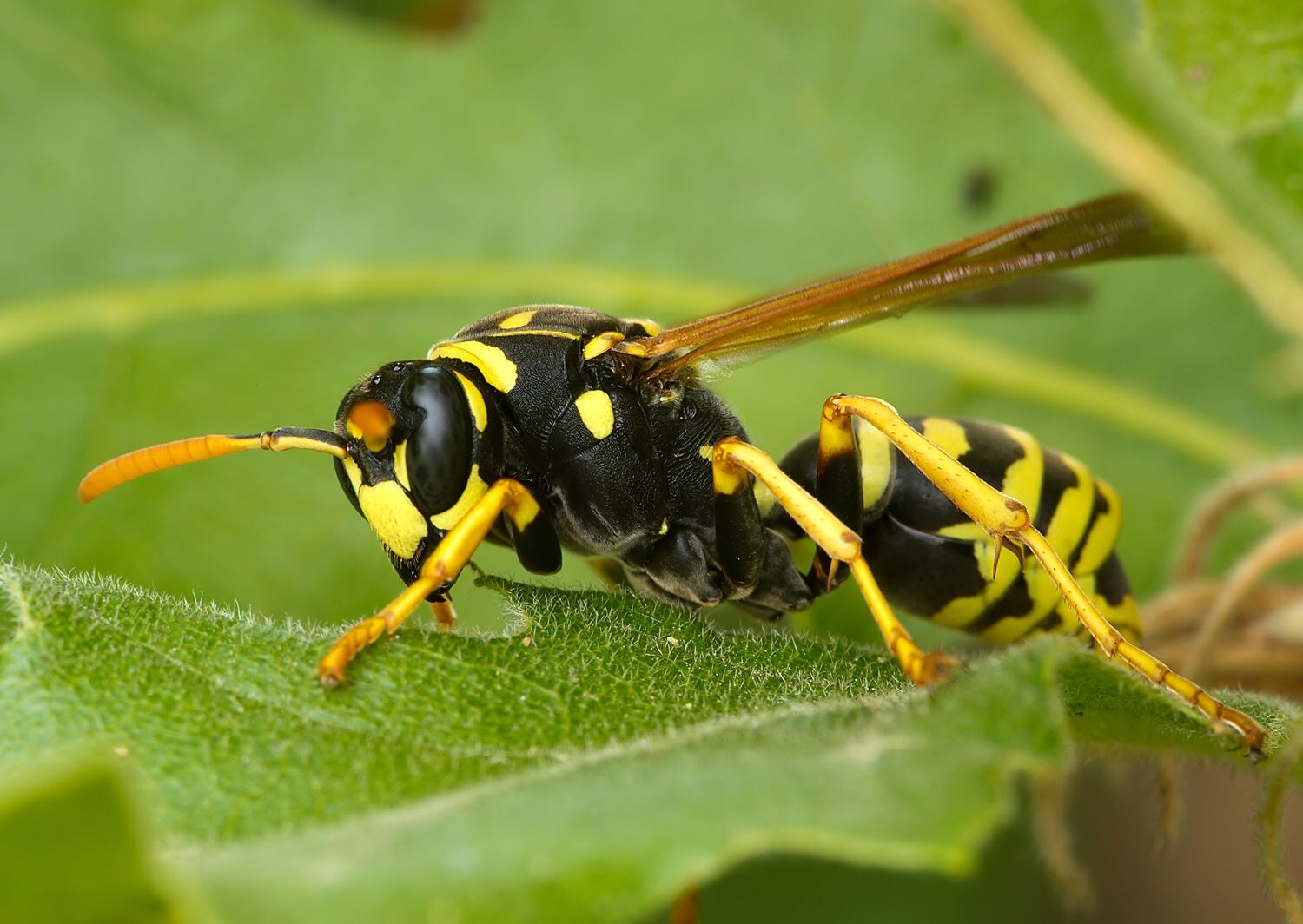 Polistes gallicus