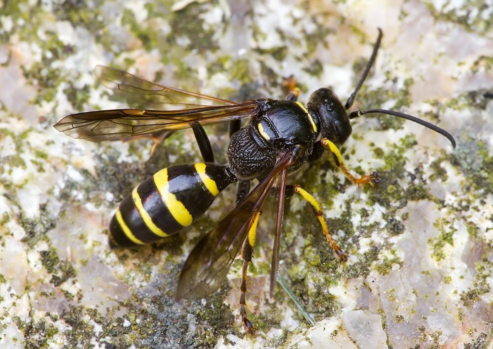 Gorytes planifrons