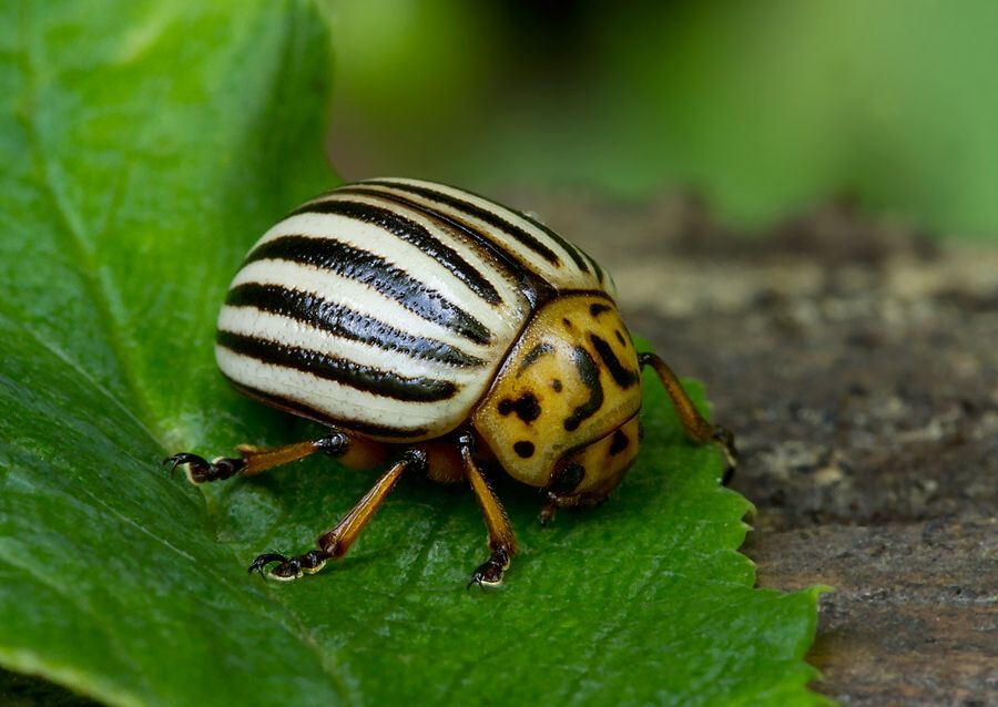 Leptinotarsa decemlineata