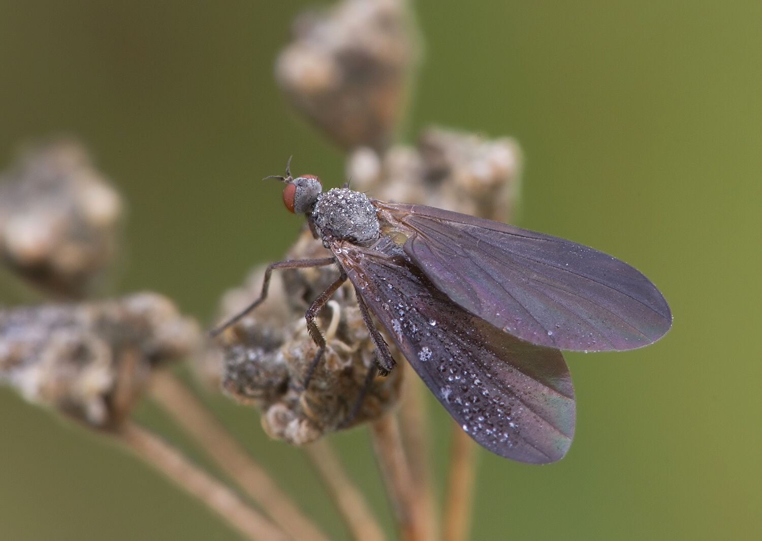 Empis borealis