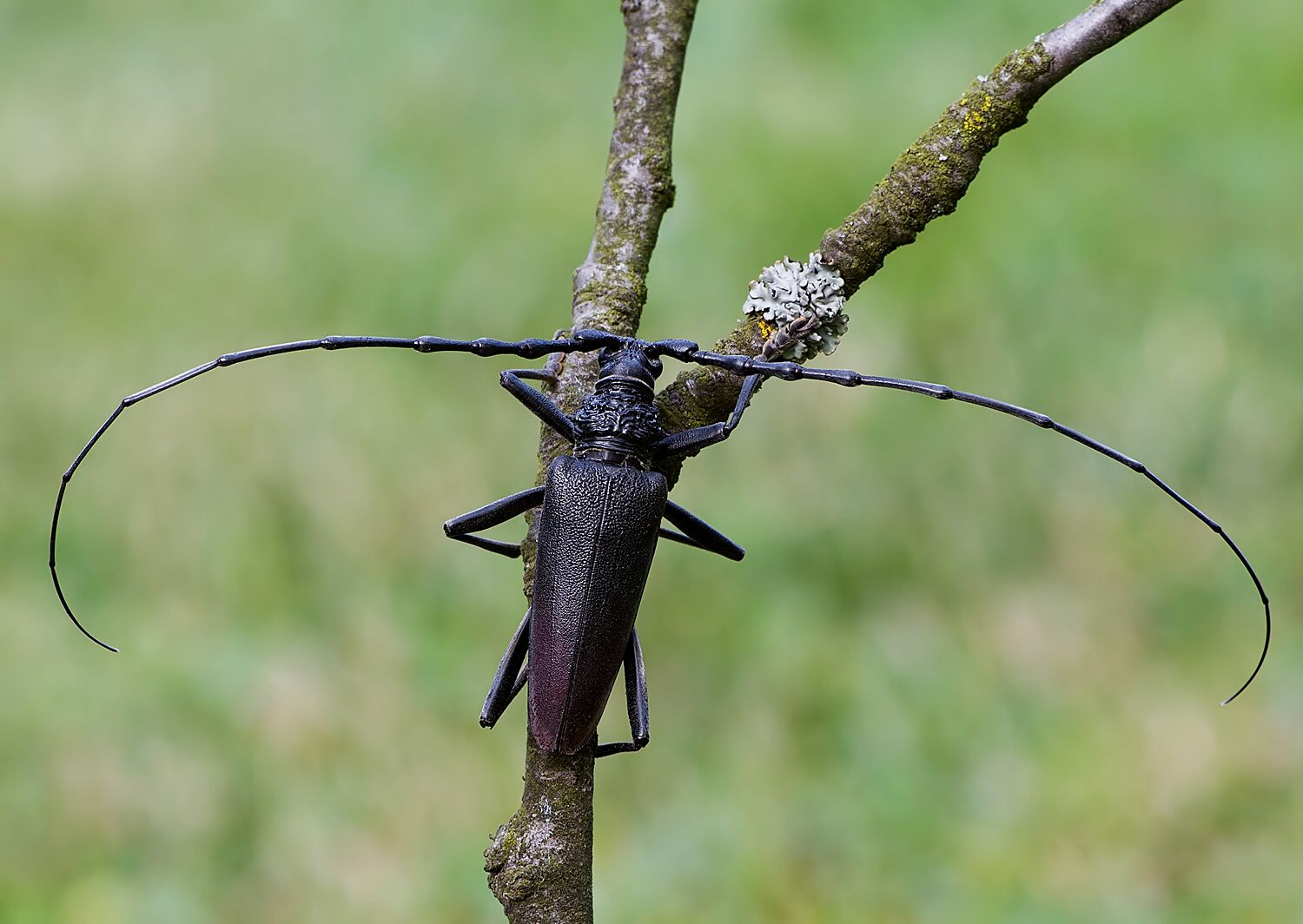 Cerambyx cerdo