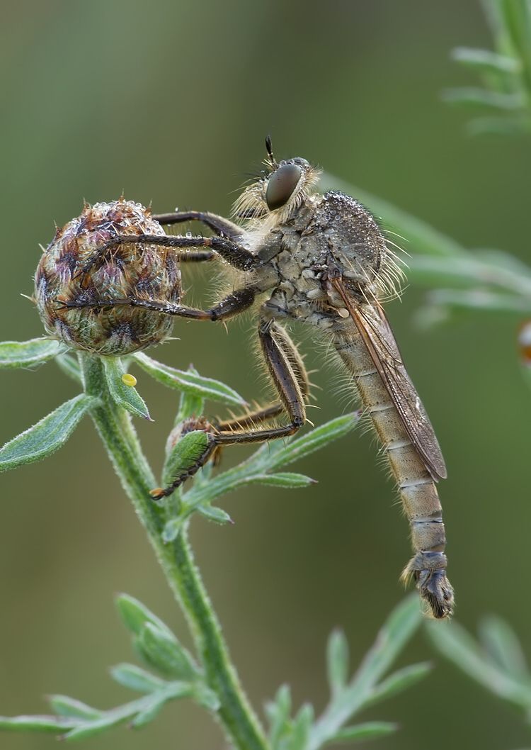 Tolmerus atripes