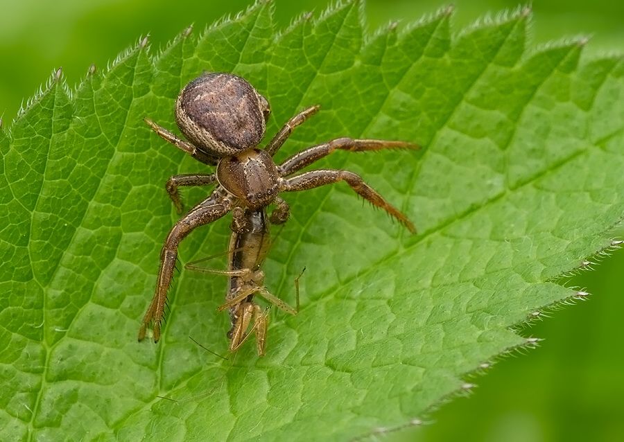 Xysticus cf. bifasciatus