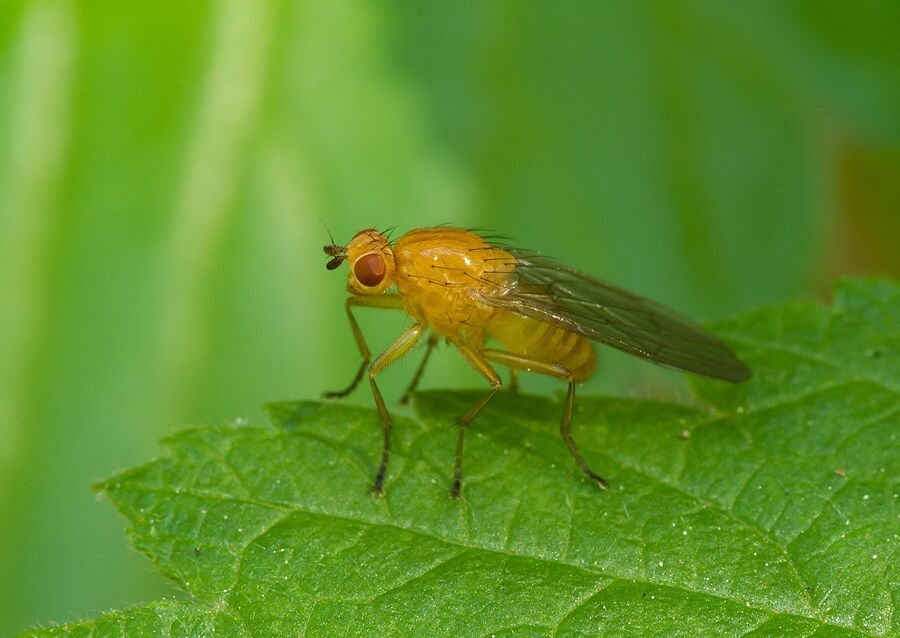 Renocera pallida