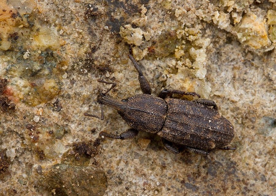 Neoplinthus tigratus