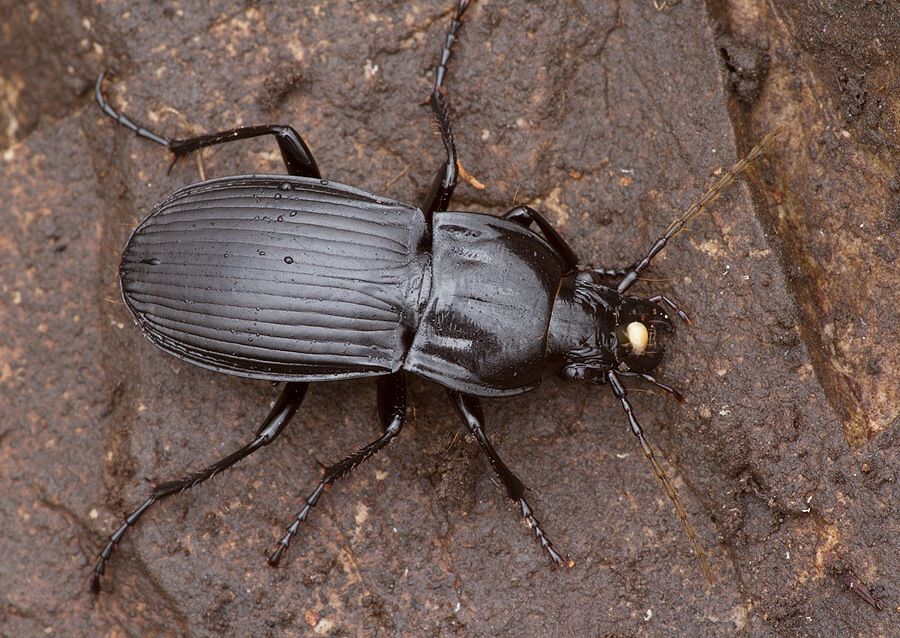 Abax parallelepipedus