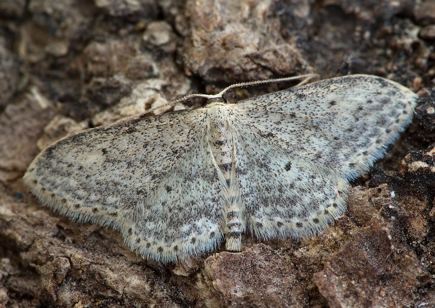 Scopula marginepunctata