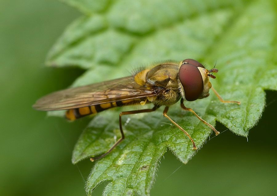 Episyrphus balteatus