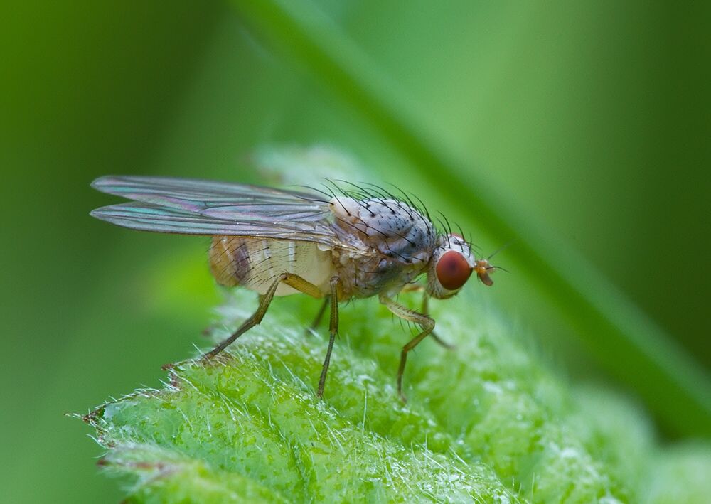 Meiosimyza pallidiventris