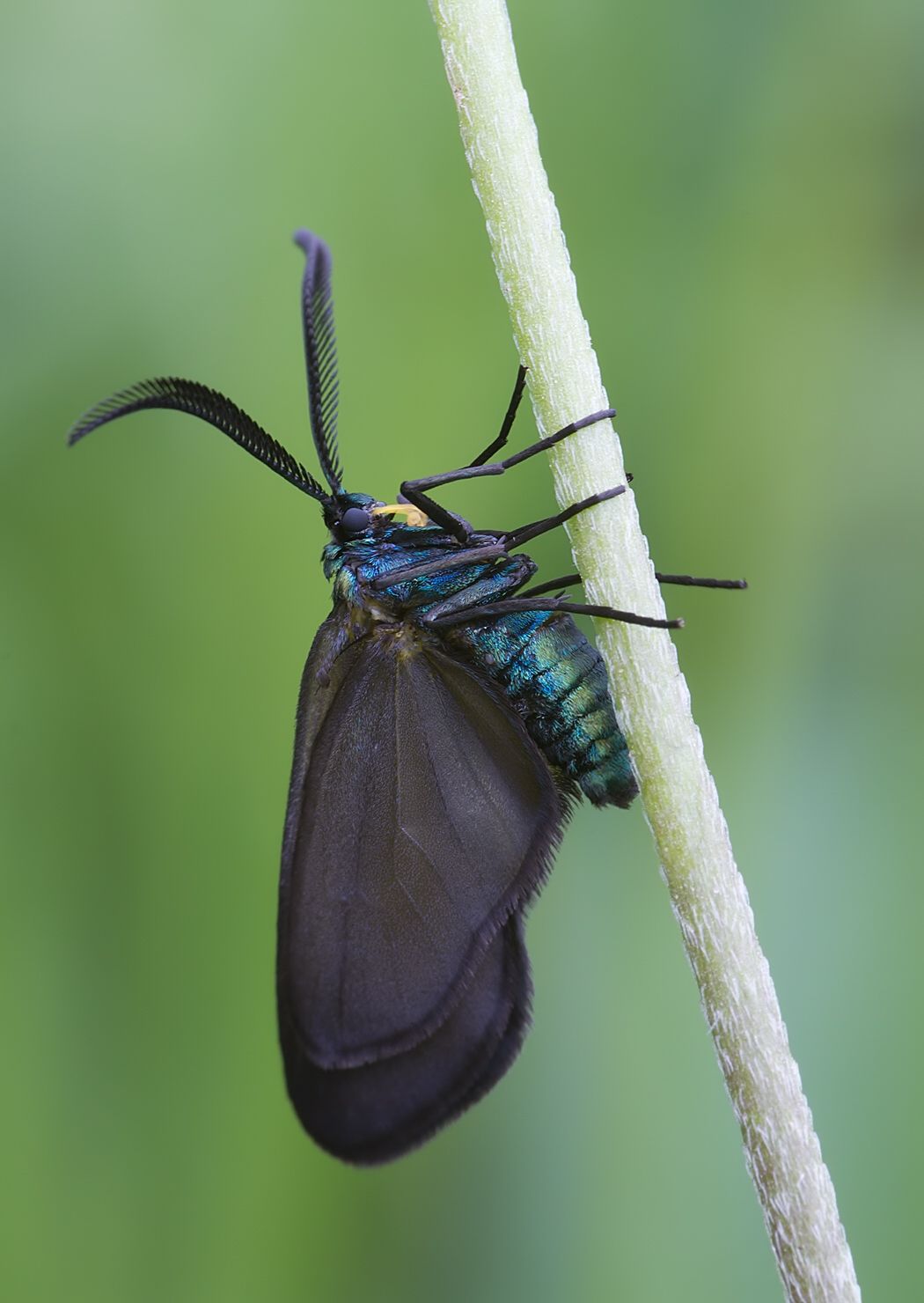 Rhagades pruni