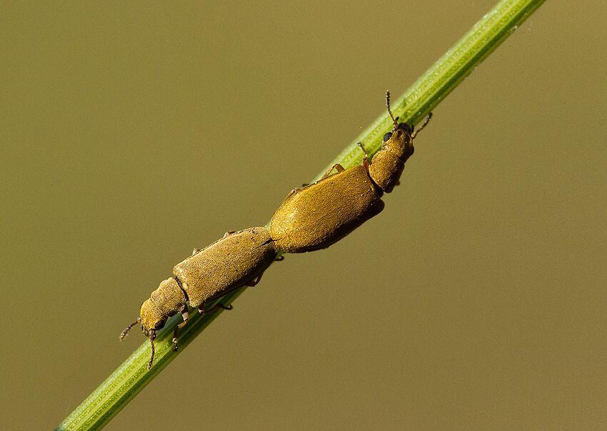 Danacea nigritarsis