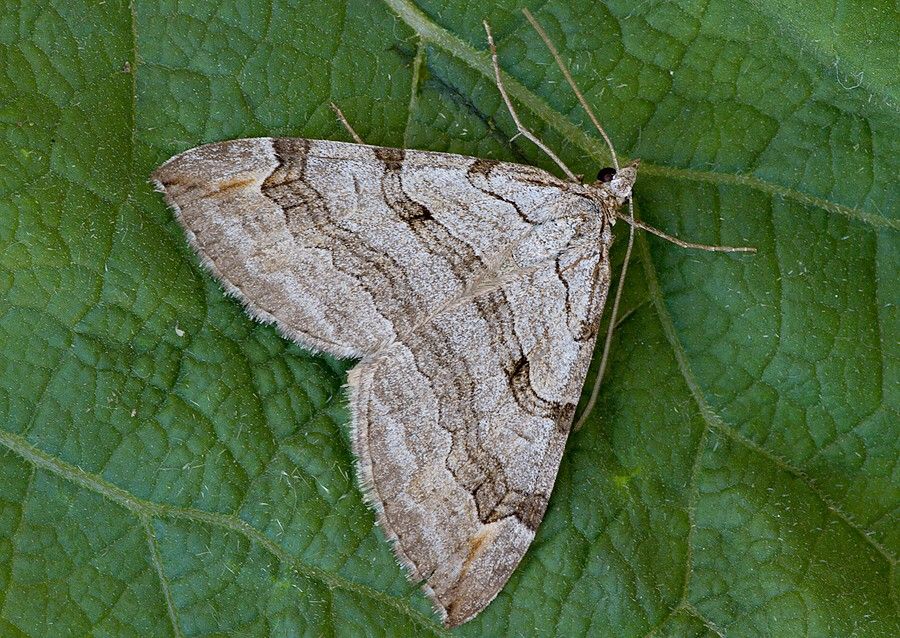 Aplocera plagiata