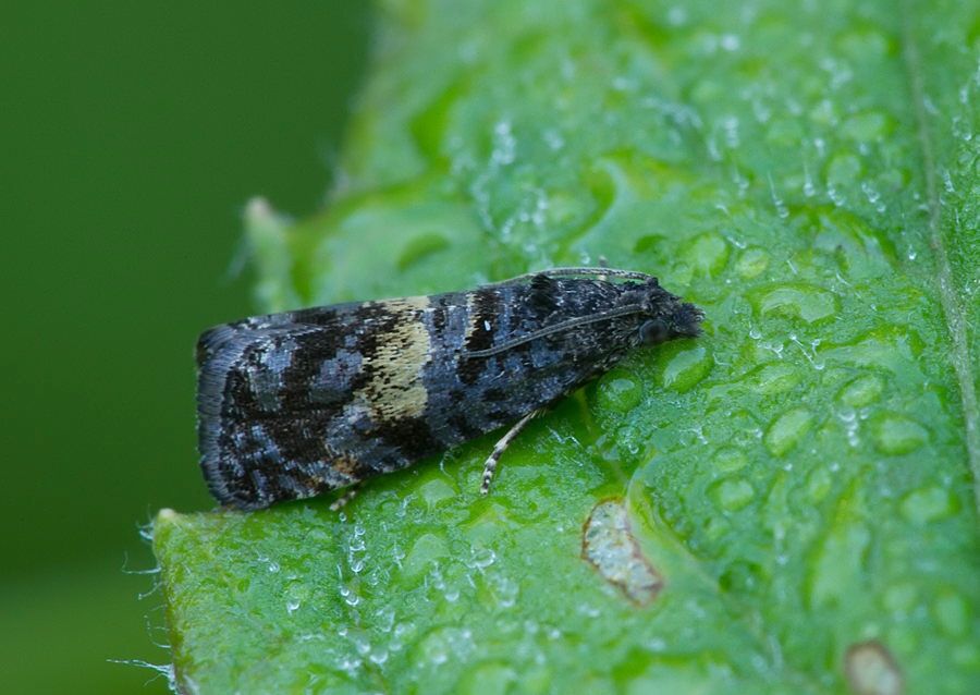 Endothenia nigricostana