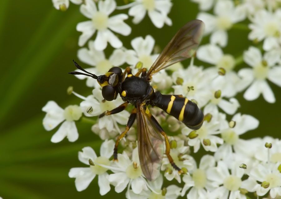 Ceriana conopsoides