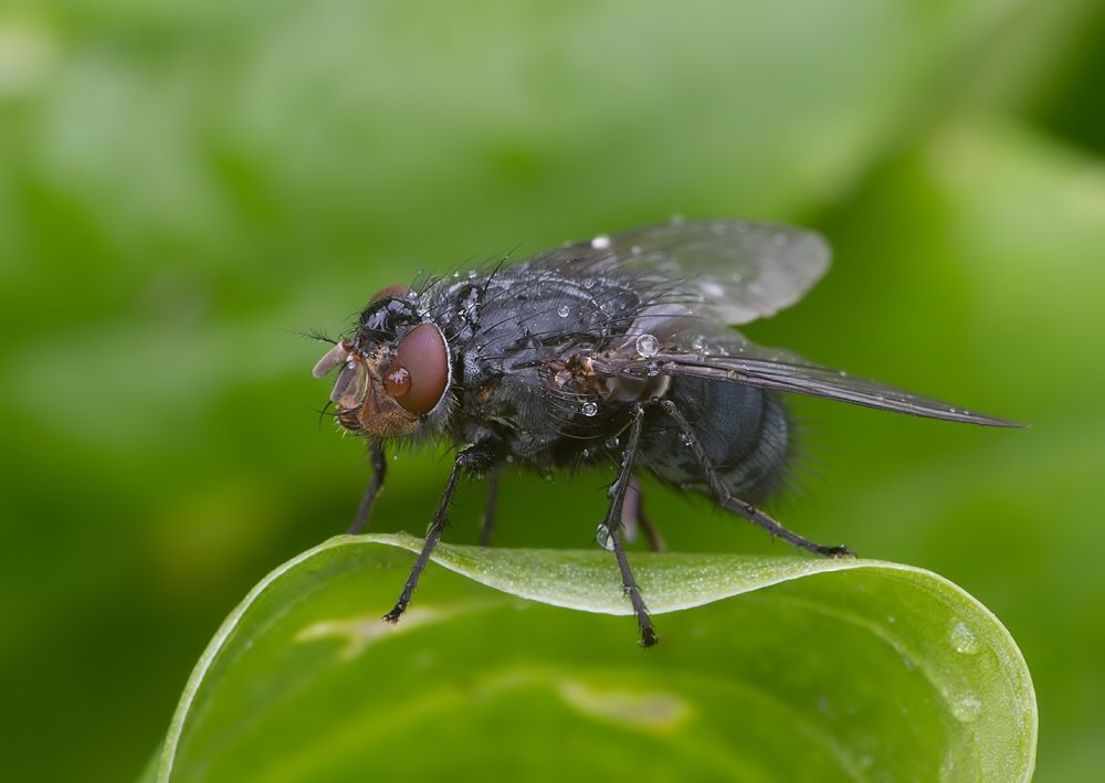 Calliphora vicina