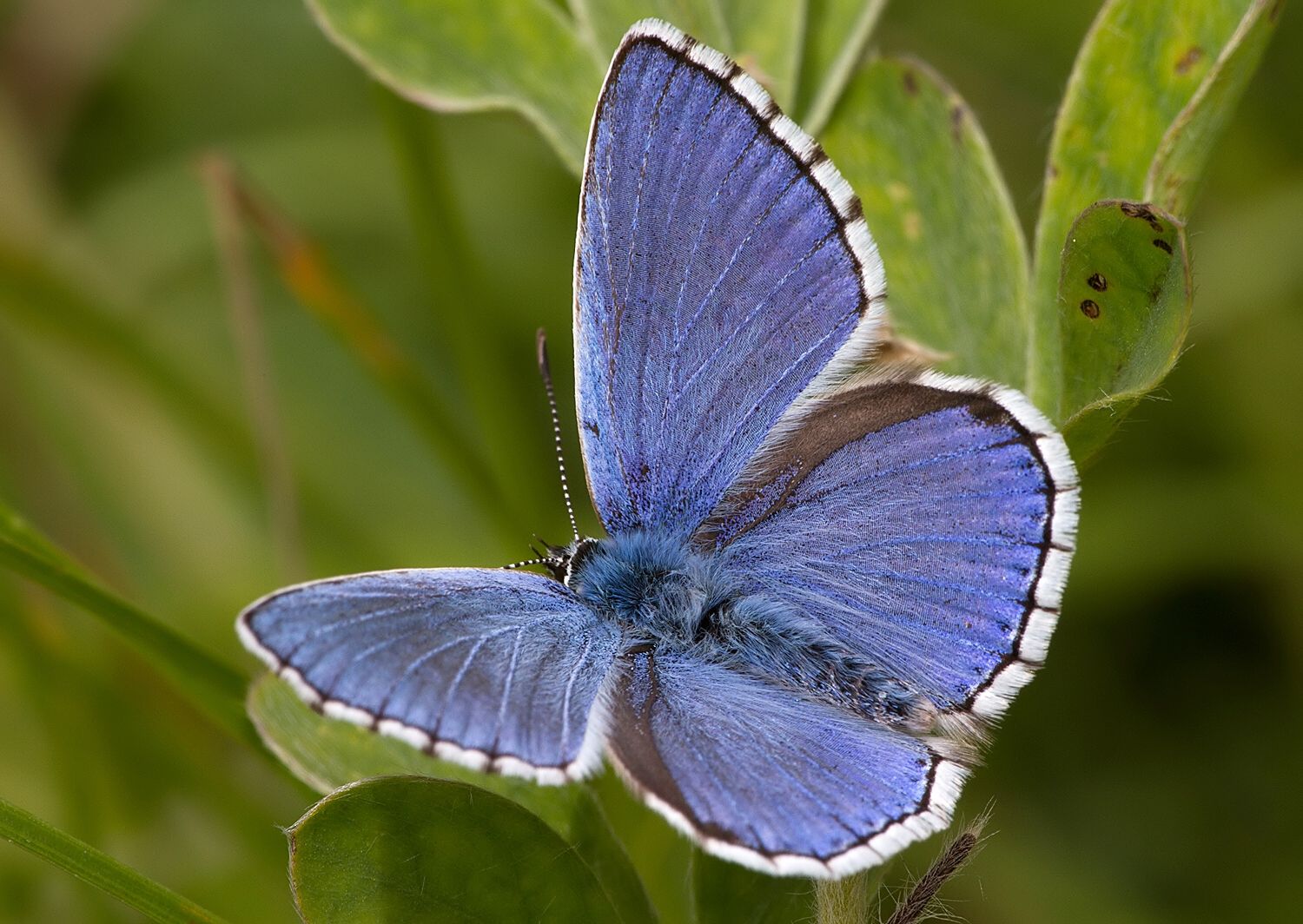 Polyommatus bellargus