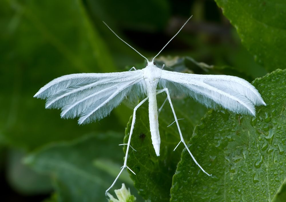 Pterophorus pentadactyla