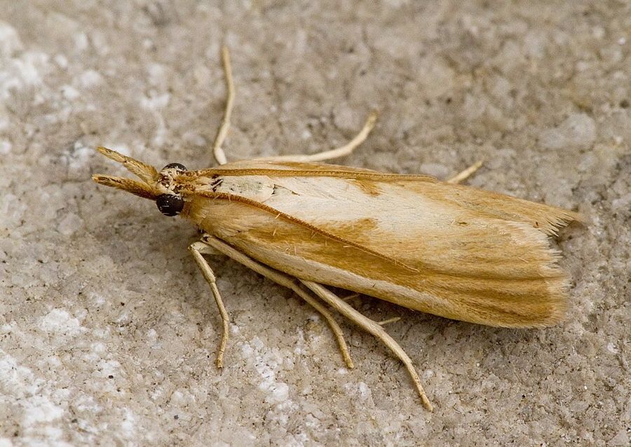 Epidauria transversariella