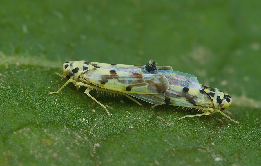 Eupteryx atropunctata