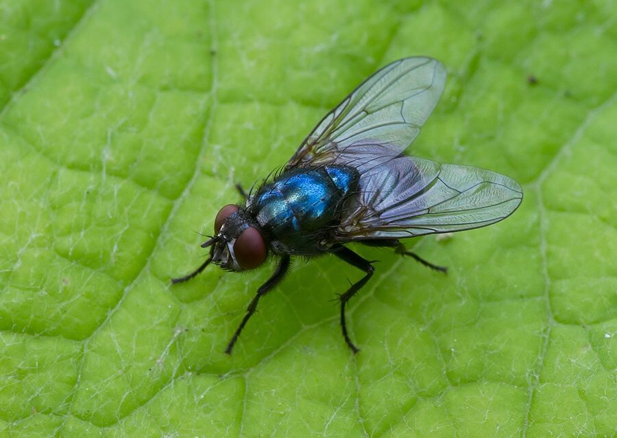 Morellia aenescens