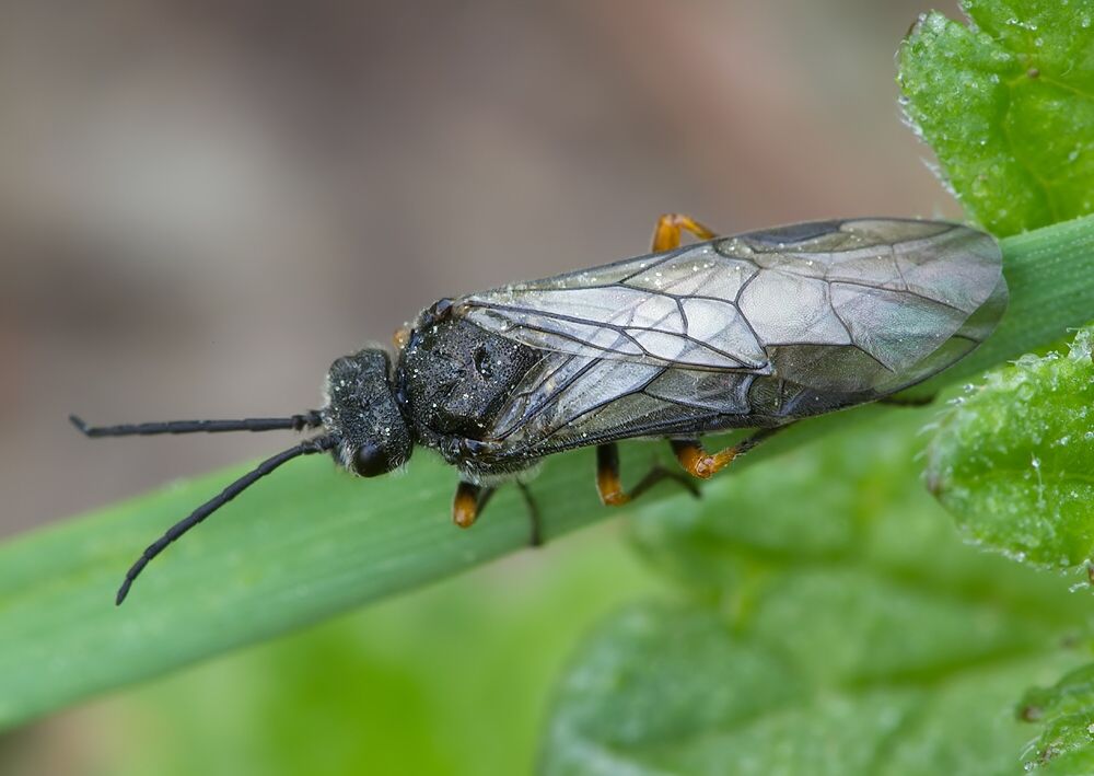 Dolerus puncticollis