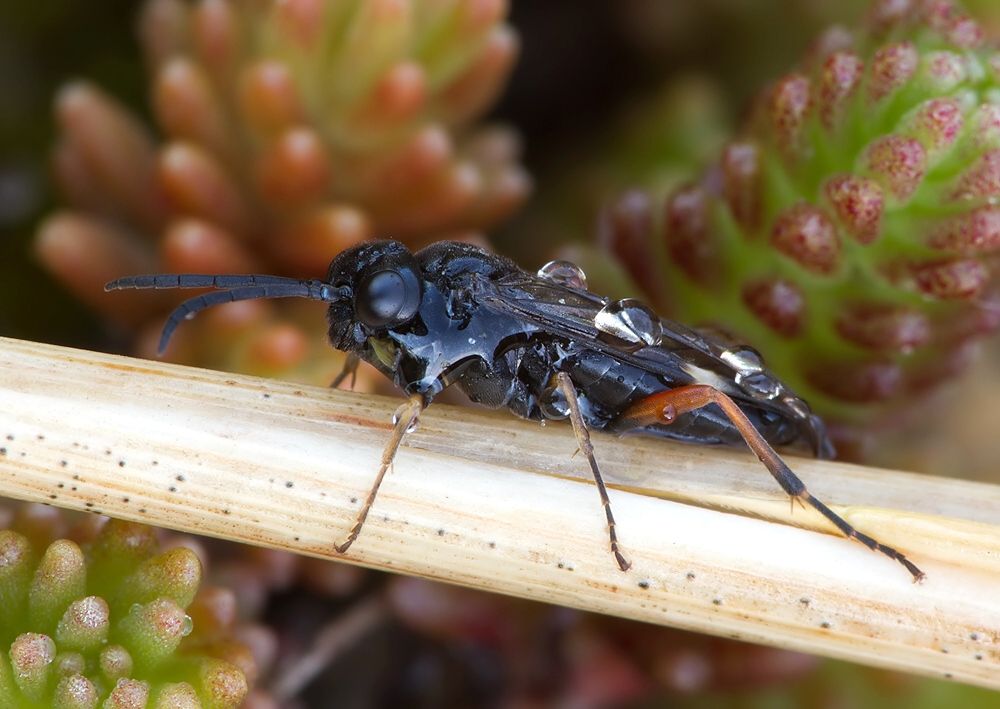 Allantus melanarius