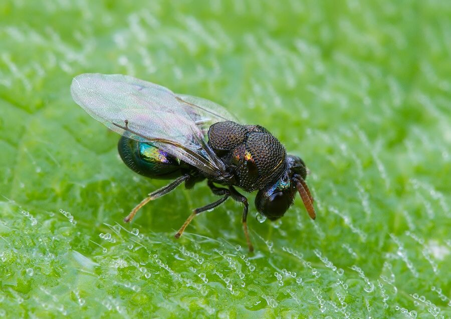 Perilampus regalis cf.