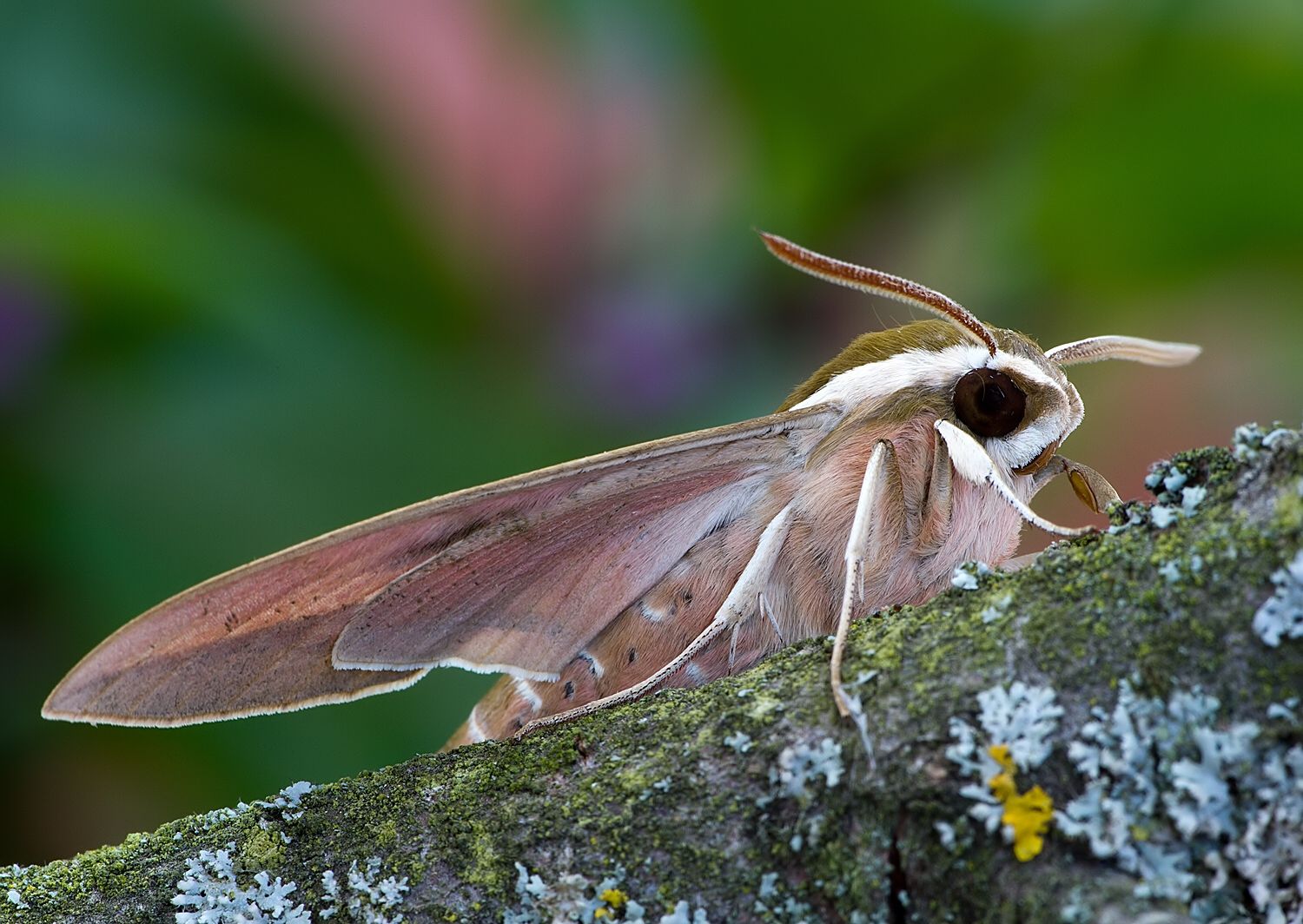 Hyles euphorbiae