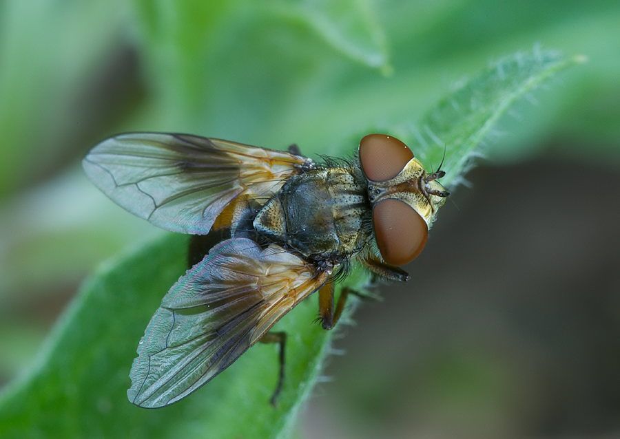 Ectophasia crassipennis