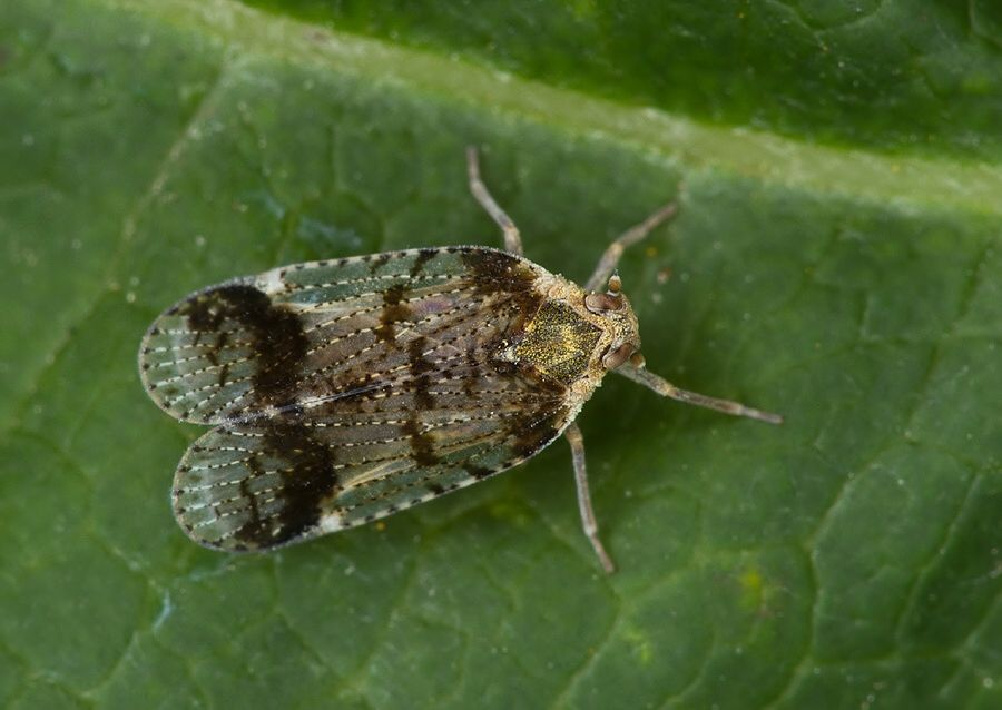 Cixius cunicularius