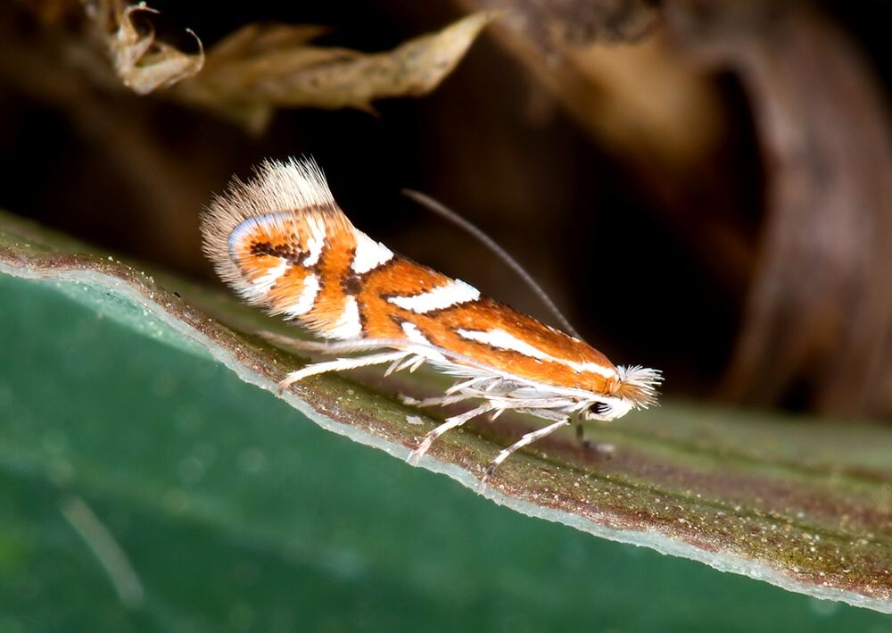Phyllonorycter blancardella