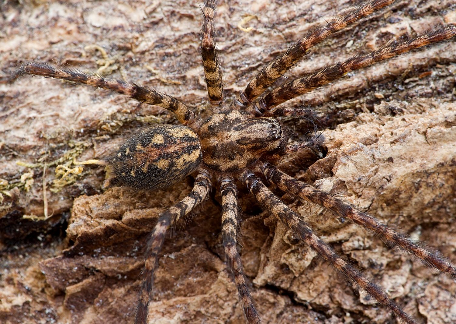 Tegenaria ferruginea