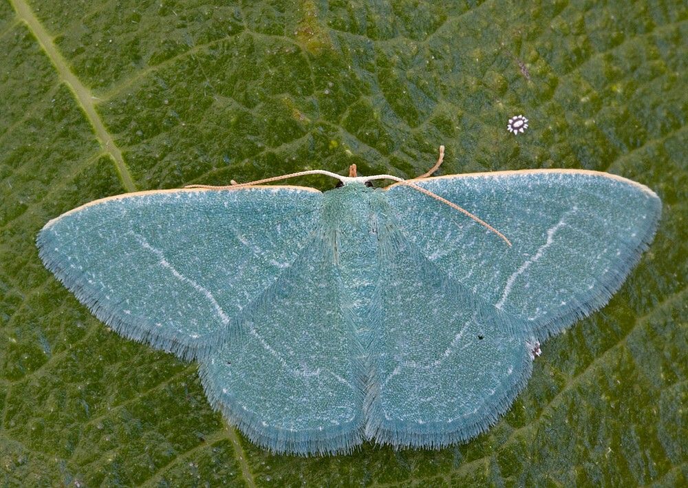 Phaiogramma etruscaria