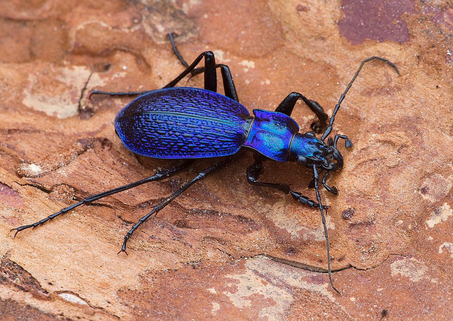 Carabus intricatus